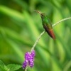 Kolibrik rezavoocasy - Amazilia tzacatl - Rufous-tailed Hummingbird o4252